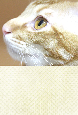 年賀状 にゃん賀状 猫の年賀状 猫 写真 テンプレート 2021 無料