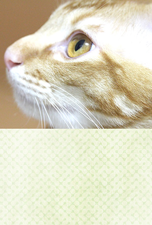 年賀状 にゃん賀状 猫の年賀状 猫 写真 テンプレート 2021 無料