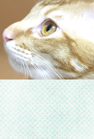 年賀状 にゃん賀状 猫の年賀状 猫 写真 テンプレート 2021 無料