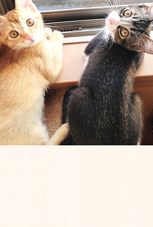 年賀状 にゃん賀状 猫の年賀状 猫 写真 テンプレート 2021 無料