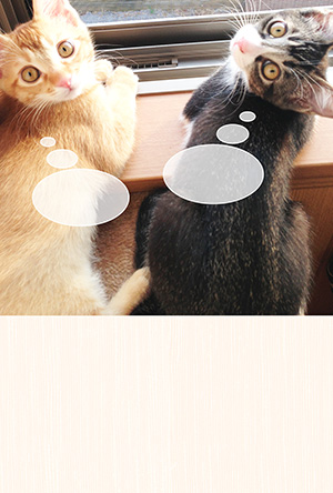 年賀状 にゃん賀状 猫の年賀状 猫 写真 テンプレート 2021 無料