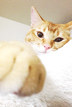 年賀状 にゃん賀状 猫の年賀状 猫 写真 テンプレート 2021 無料