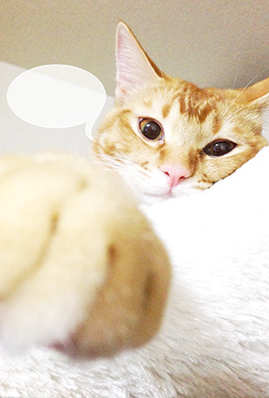 年賀状 にゃん賀状 猫の年賀状 猫 写真 テンプレート 2021 無料