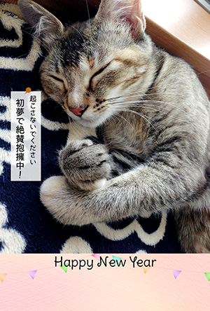 年賀状 にゃん賀状 猫の年賀状 猫 写真 テンプレート 2021 無料