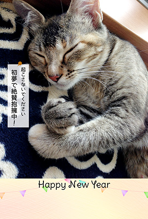 年賀状 にゃん賀状 猫の年賀状 猫 写真 テンプレート 2021 無料