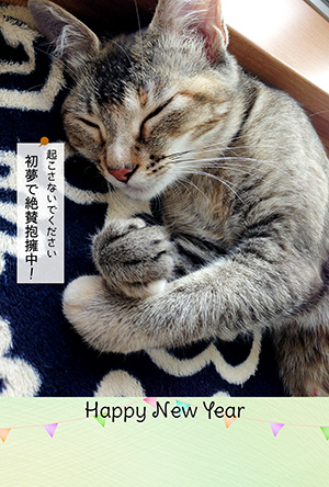 年賀状 にゃん賀状 猫の年賀状 猫 写真 テンプレート 2021 無料