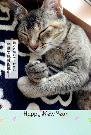 年賀状 にゃん賀状 猫の年賀状 猫 写真 テンプレート 2021 無料