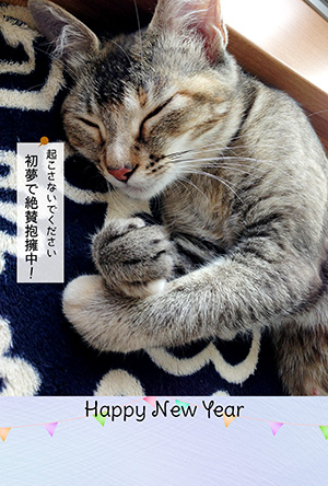 年賀状 にゃん賀状 猫の年賀状 猫 写真 テンプレート 2021 無料