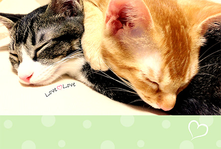 年賀状 にゃん賀状 猫の年賀状 猫 写真 テンプレート 2021 無料