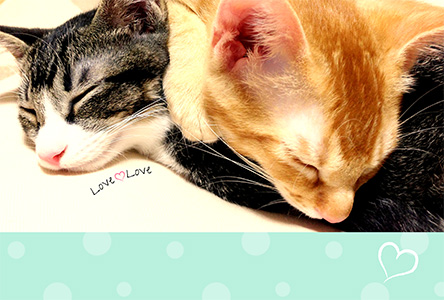 年賀状 にゃん賀状 猫の年賀状 猫 写真 テンプレート 2021 無料