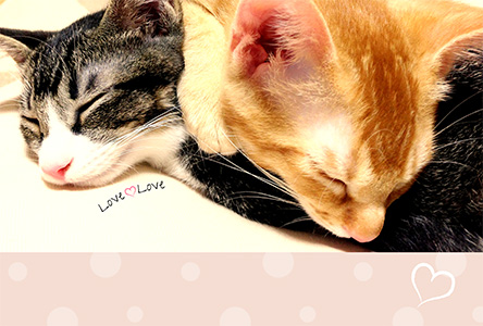 年賀状 にゃん賀状 猫の年賀状 猫 写真 テンプレート 2021 無料