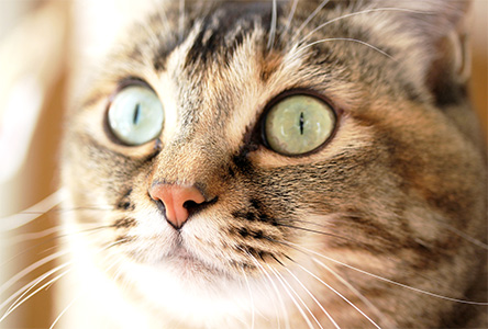年賀状 にゃん賀状 猫の年賀状 猫 写真 テンプレート 2021 無料