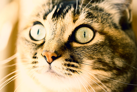 年賀状 にゃん賀状 猫の年賀状 猫 写真 テンプレート 2021 無料