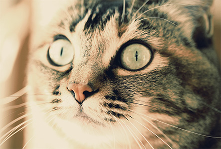年賀状 にゃん賀状 猫の年賀状 猫 写真 テンプレート 2021 無料
