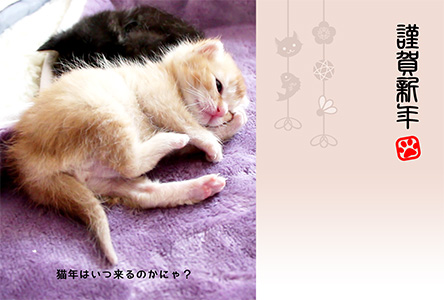 年賀状 にゃん賀状 猫の年賀状 猫 写真 テンプレート 2021 無料