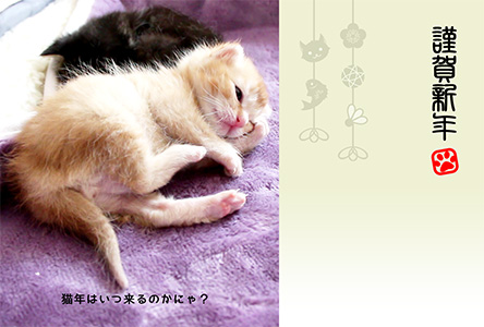 年賀状 にゃん賀状 猫の年賀状 猫 写真 テンプレート 2021 無料
