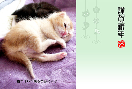 年賀状 にゃん賀状 猫の年賀状 猫 写真 テンプレート 2021 無料