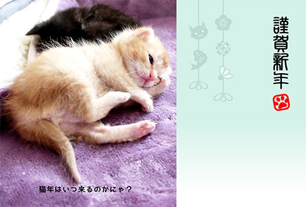 年賀状 にゃん賀状 猫の年賀状 猫 写真 テンプレート 2021 無料