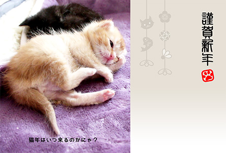 年賀状 にゃん賀状 猫の年賀状 猫 写真 テンプレート 2021 無料