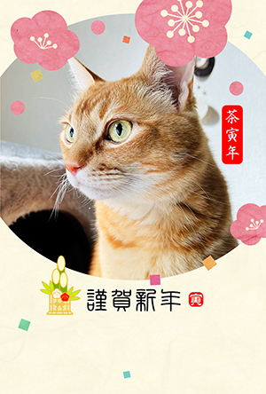 猫 年賀状 寅年 虎 無料年賀状 テンプレート 猫の年賀状 にゃん賀状 テンプレート 干支 寅年 虎 とら 令和4年 2022 無料