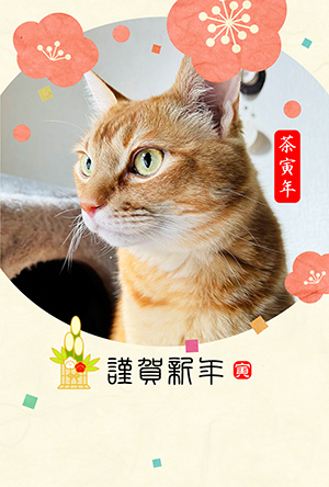 猫 年賀状 寅年 虎 無料年賀状 テンプレート 猫の年賀状 にゃん賀状 テンプレート 干支 寅年 虎 とら 令和4年 2022 無料