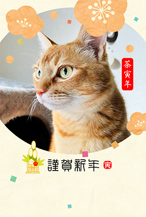猫 年賀状 寅年 虎 無料年賀状 テンプレート 猫の年賀状 にゃん賀状 テンプレート 干支 寅年 虎 とら 令和4年 2022 無料