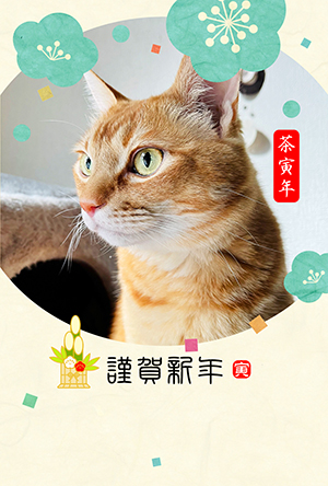 猫 年賀状 寅年 虎 無料年賀状 テンプレート 猫の年賀状 にゃん賀状 テンプレート 干支 寅年 虎 とら 令和4年 2022 無料